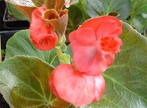 B. ‘Gustav Rouge’